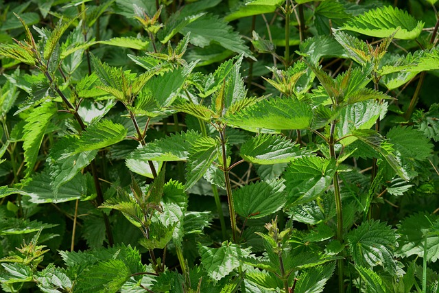 Naturalne metody na łagodzenie bólu stawów: Co warto wiedzieć?