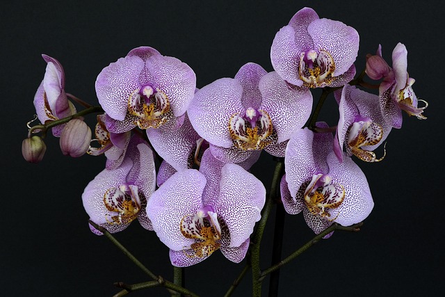 Orchidee w Hydroponice: Od Skeptycyzmu do Spektakularnych Kwitnień